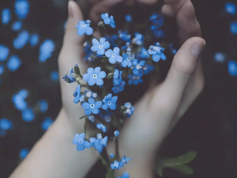 Woman's hands holding blue forget me not flowers.